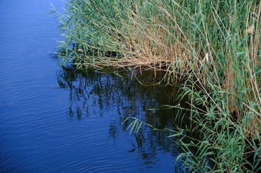 Rusya kırsalında Reed çalılıkları