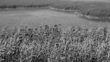 Rusya kırsalında Reed çalılıkları