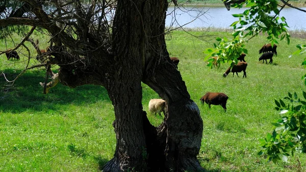 Пасутся Овцы Сельской Местности — стоковое фото