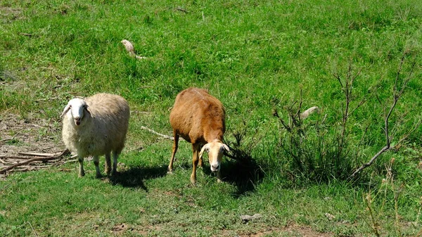 Schapen Grazen Het Platteland — Stockfoto