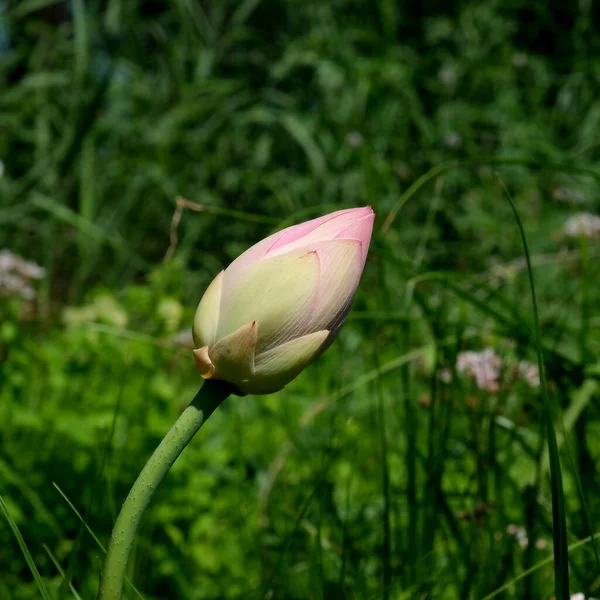 伏尔加河三角洲盛开的莲花 — 图库照片