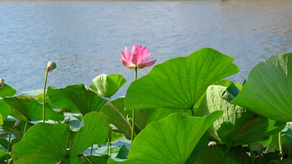 Lotus Înflorit Delta Volga — Fotografie, imagine de stoc