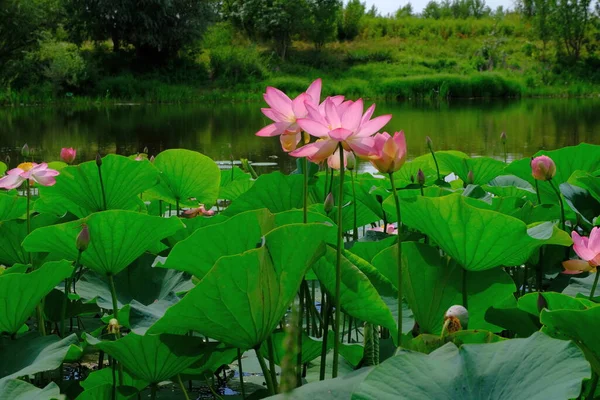 Blooming Lotus Volga Delta — Stock Photo, Image