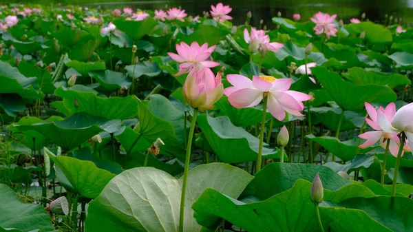 Blooming Lotus Volga Delta — Stock Photo, Image