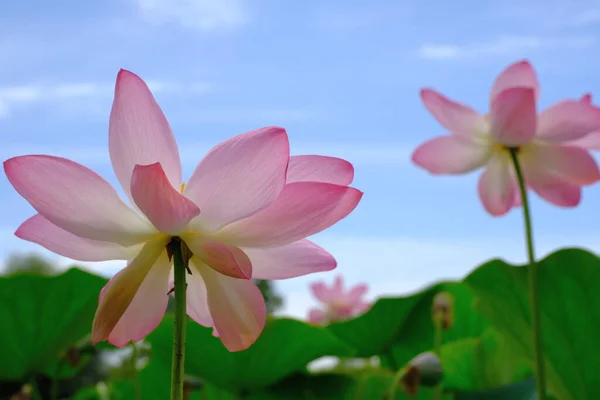 Blooming Lotus Volga Delta — Stock Photo, Image