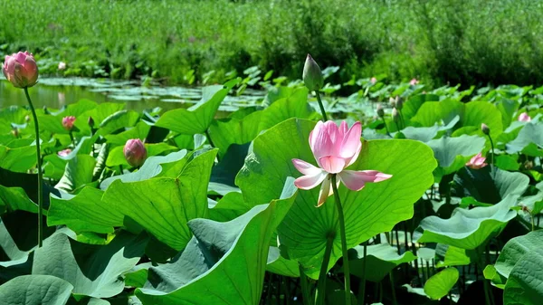 Lotus Fleurs Dans Delta Volga Photos De Stock Libres De Droits