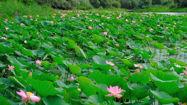 Loto Floreciente Delta Del Volga Imagen De Stock