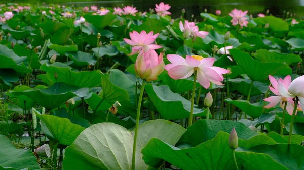 ヴォルガ三角州に蓮の花を咲かせる ロイヤリティフリーのストック画像