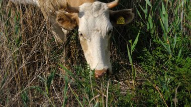 İnek kırsalda sazlıklar arasında otluyor.