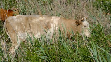 İnek kırsalda sazlıklar arasında otluyor.