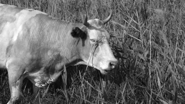 Vache Broute Campagne Dans Les Fourrés Roseaux — Photo