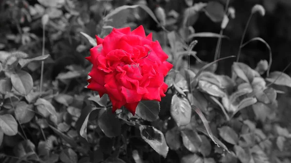 Красная Роза Городе — стоковое фото