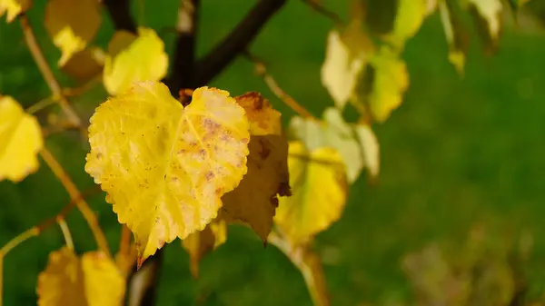 Herbstblätter Defokussierte Unscharfe Webdesign Streicheleinheiten — Stockfoto