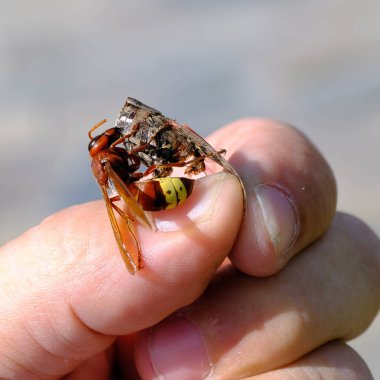 Bir arı, bir adamın elindeki çekirgeyi yer..