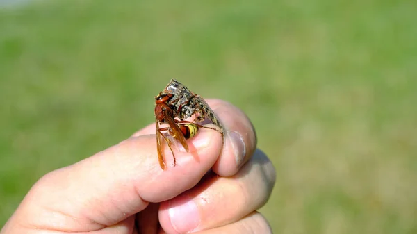 Eine Biene Frisst Eine Heuschrecke Der Hand Eines Mannes — Stockfoto