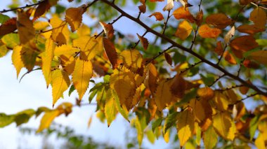Ağaç dallarında sarı yapraklar