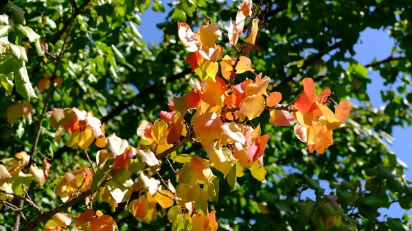 Folhas Amarelas Galhos Árvores — Fotografia de Stock