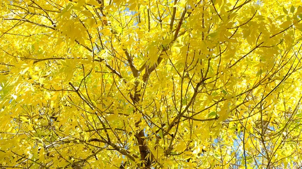 Żółte Liście Gałęziach Drzew — Zdjęcie stockowe