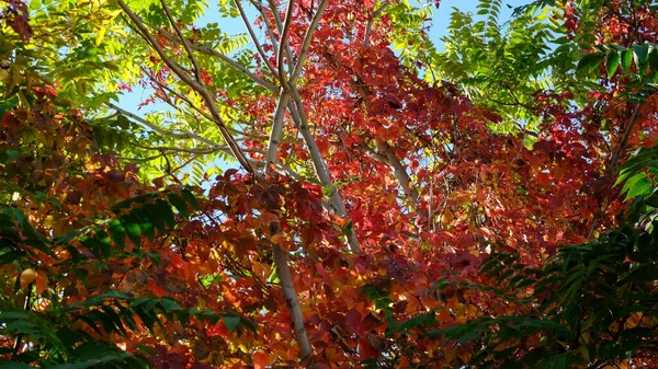 Foglie Gialle Sui Rami Degli Alberi — Foto Stock