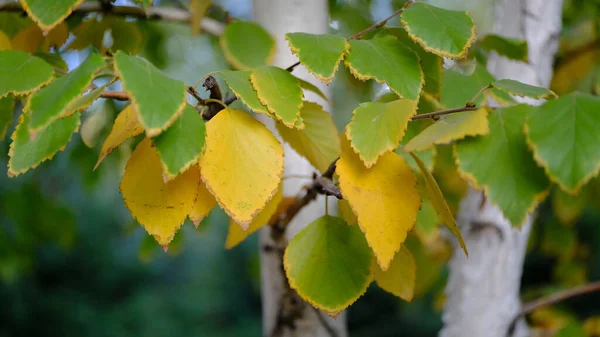 Gelbe Blätter Auf Ästen — Stockfoto