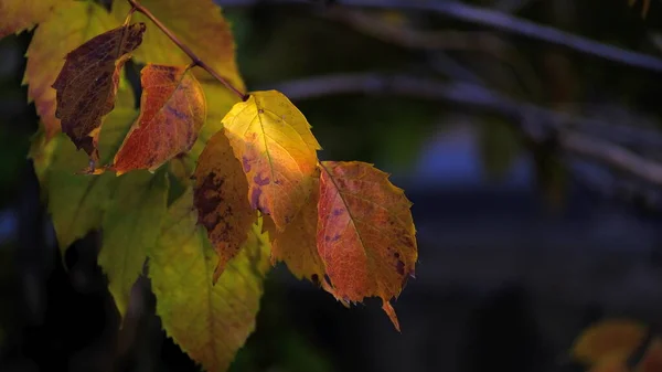 Feuilles Jaunes Sur Les Branches — Photo