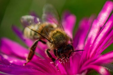 Öğle çiçeğinde arı