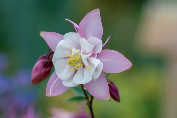 Makro rosa Akelei Blume — Stockfoto