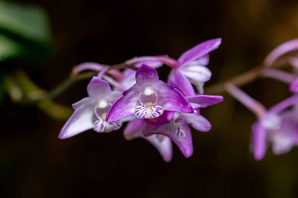 宏 dendrobium 国王 — 图库照片