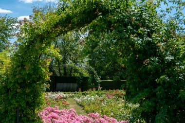 kesilmiş çalılar ile resmi rosarium