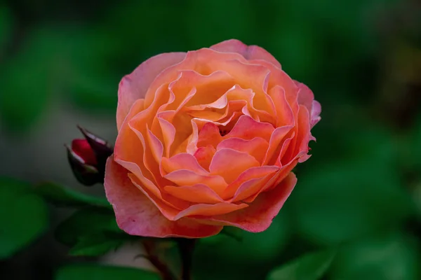 五颜六色的特写一个单一的女士艾玛哈密尔顿英国玫瑰 — 图库照片