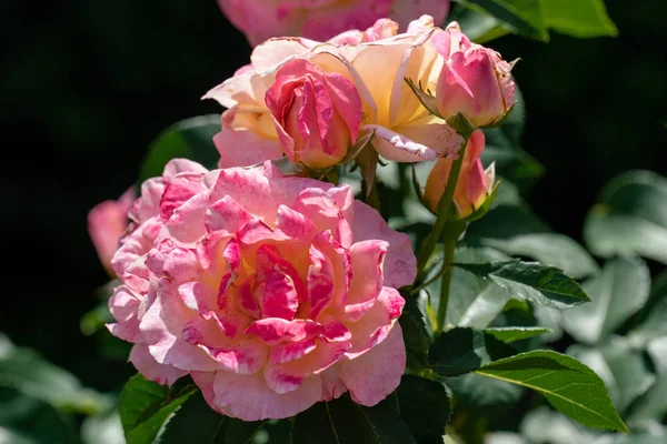 Soleggiato primo piano di diverse teste di gloria dei rose — Foto Stock