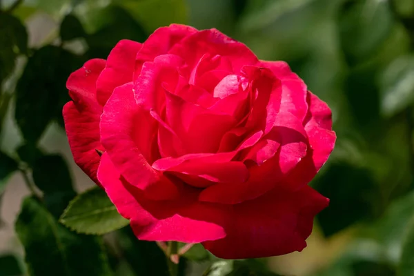 colourful close up of a single cherry lady floribunda rose head