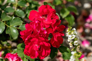 kırmızı rotilia gül kafaları bir demet renkli yakın çekim 