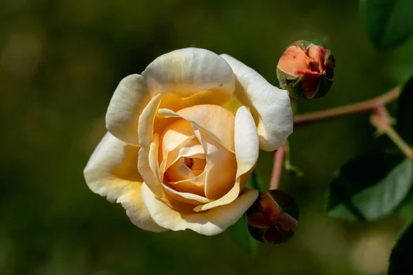 五颜六色的特写一个单一的黄色查尔斯达尔文玫瑰头 — 图库照片
