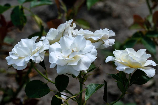 sunny close up of several white class act floribunda rose heads