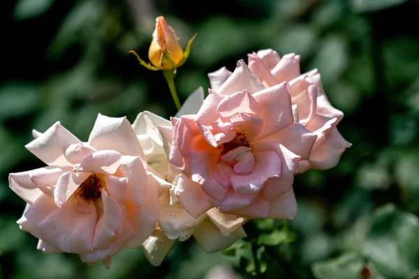 Kolorowe zbliżenie kilku Glendora floribunda róży głowy — Zdjęcie stockowe