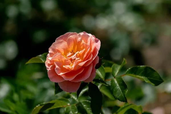 Colorato primo piano di una singola Maria curie floribunda testa di rosa — Foto Stock