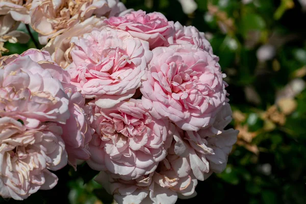 Colorato primo piano di diverse teste di rose floribunda casa & giardino — Foto Stock