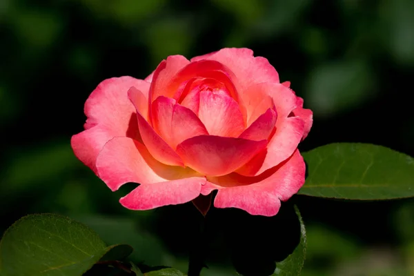 五颜六色的特写一个单一的阿肯纳多姆玫瑰头 — 图库照片