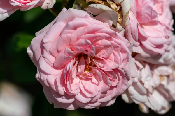 Colorato primo piano di diverse teste di rose floribunda casa & giardino — Foto Stock