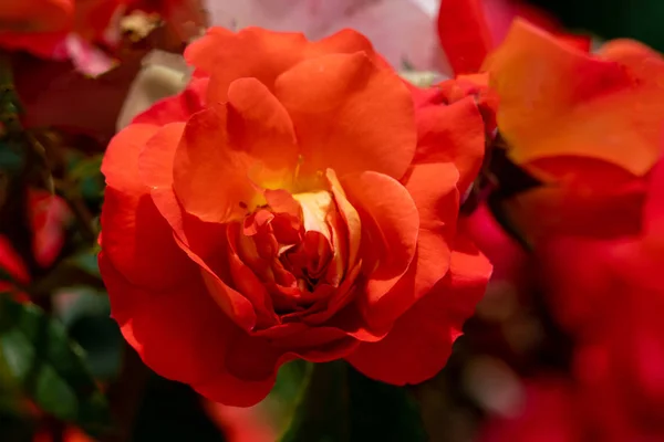 几个红色和橙色的玫瑰花头的美丽特写 — 图库照片
