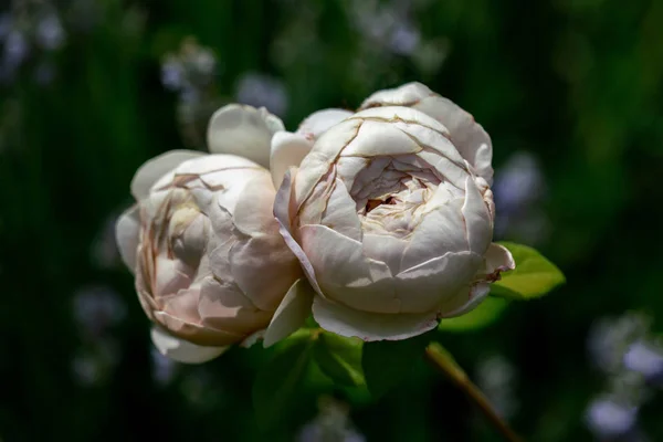 Bellissimo primo piano di due teste di fiori di rosa bianca degli inglesi — Foto Stock