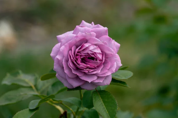 Bellissimo primo piano di una singola testa di fiore di rosa novalis blu — Foto Stock