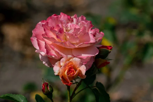 美丽的特写一个单一的粉红色和黄色的夏季歌曲玫瑰 — 图库照片