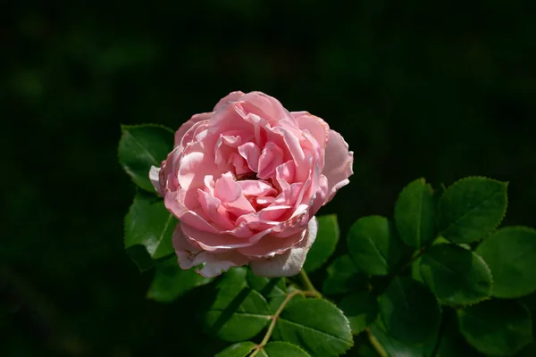 シンドの単一のピンクのバラの花の頭の美しいクローズアップ — ストック写真