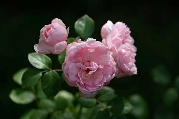 Bellissimo primo piano di diverse teste di fiori di rosa rosa della cind — Foto Stock