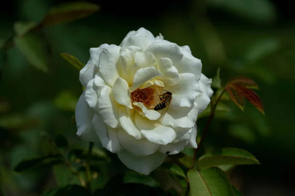 beautiful close up of a single white via mala  rose flower head