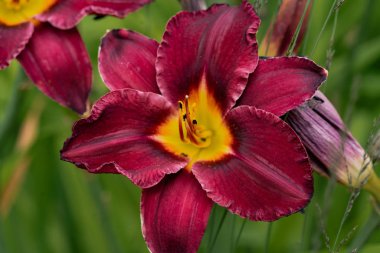 yeşil bokeh backgro karşı güzel kırmızı gün zambak çiçek baş