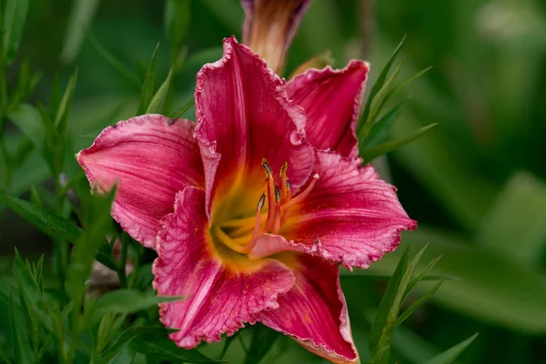 beautiful red day lily flower head against a green bokeh backgro