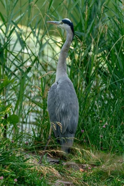 Close up of a grey heron in it´s natural habitat — Stock Photo, Image